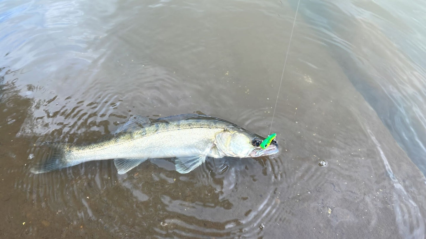 Jig Spinner Köder Set mit Box – 5 Bleikopf Spinnköder mit Metallblatt