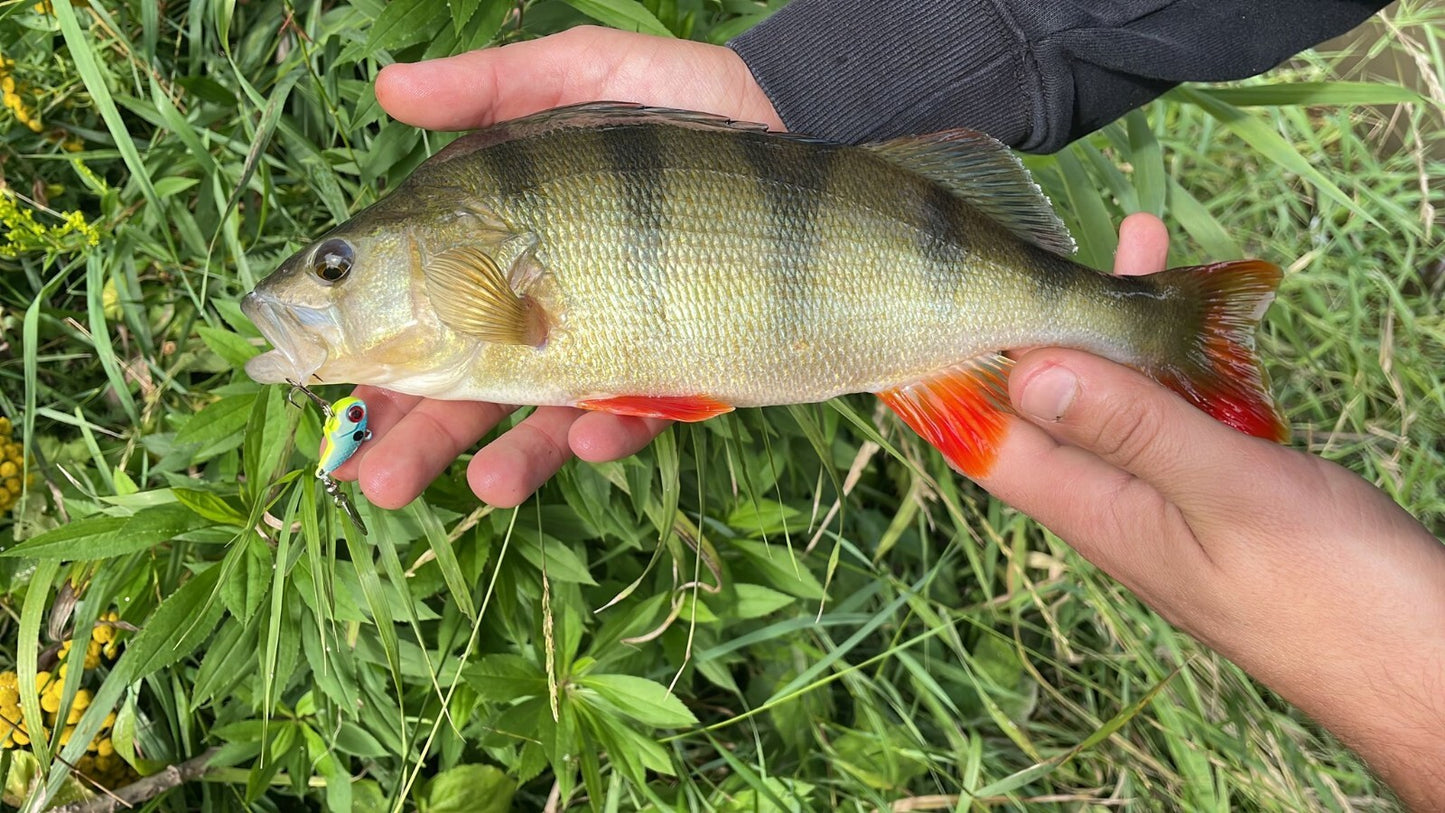 Jig Spinner Köder Set mit Box – 5 Bleikopf Spinnköder mit Metallblatt